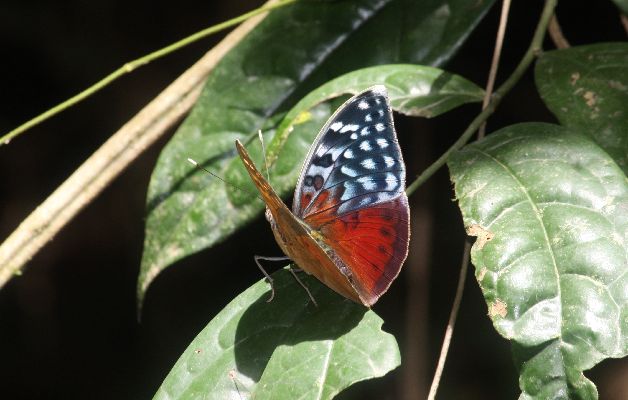 Bebearia arcadius male UPS